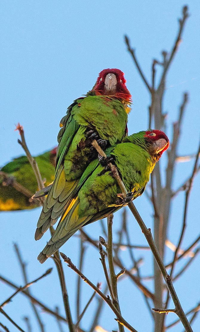 OB Parrots