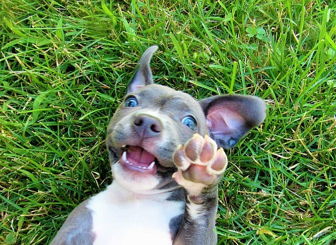 blue nosed pitbull puppy