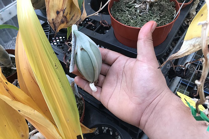 Everything’s big: An orchid egg sack