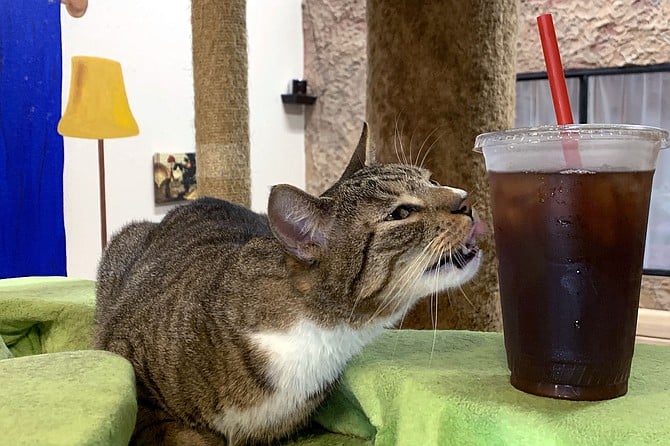 Casanova goes for a lick of iced tea condensation.