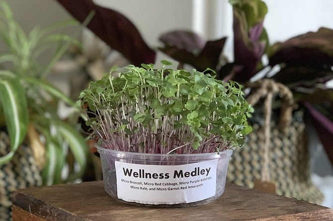 Living microgreens from Quantum Microgreens, acquired through Market Box
