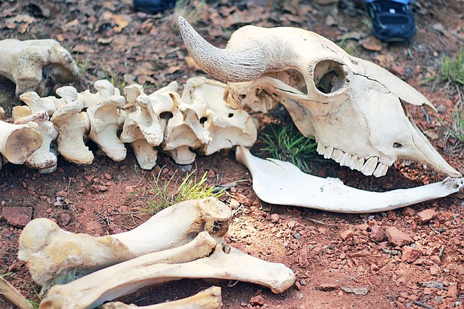 Zooarchaeologists seek to answer questions about humanity’s past using animal remains from the archaeological record.