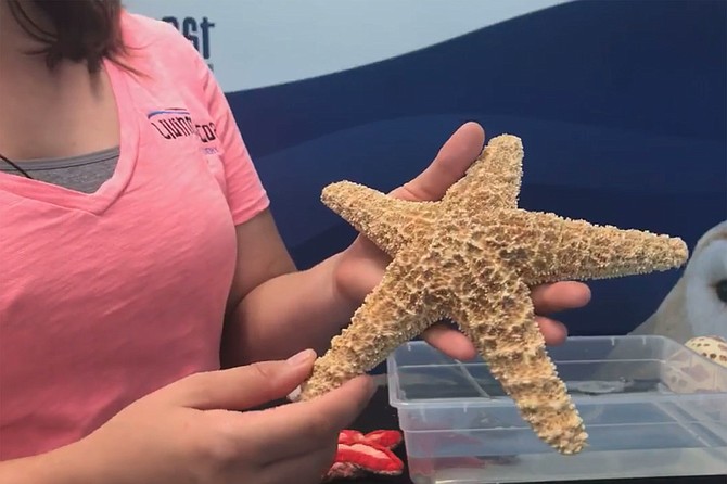 An up close look at sea stars and other invertebrates on SDCM's Facebook page.