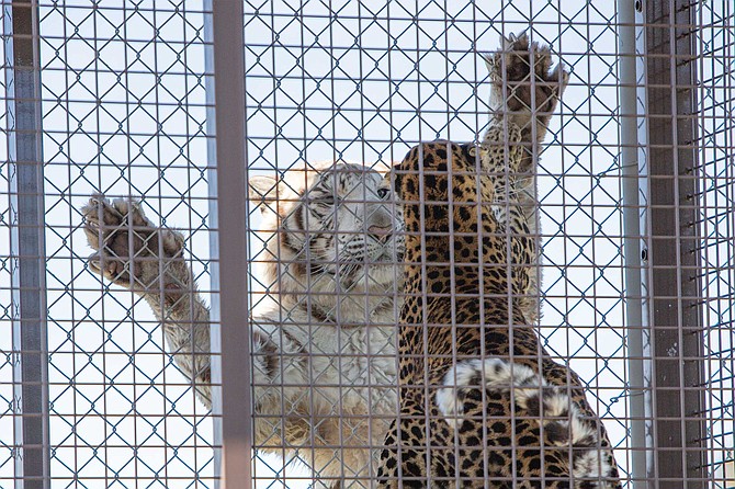 Nola, the 600-pound white tiger leaps ten feet in a single bound onto the chain-link fence containing her. To our relief, it’s not us, but Conga, the German Shepard-sized leopard, taunting the big cat from a nearby enclosure.