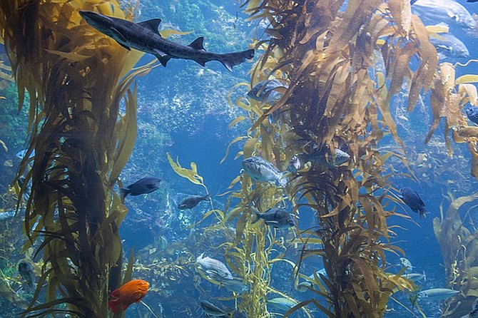 Gear up to dive into the underwater world at Birch Aquarium.