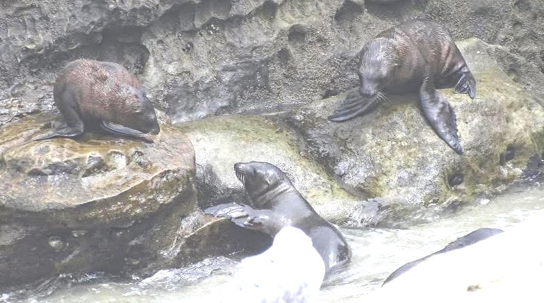 Seals And Birds 'Reek' Havoc At La Jolla Cove