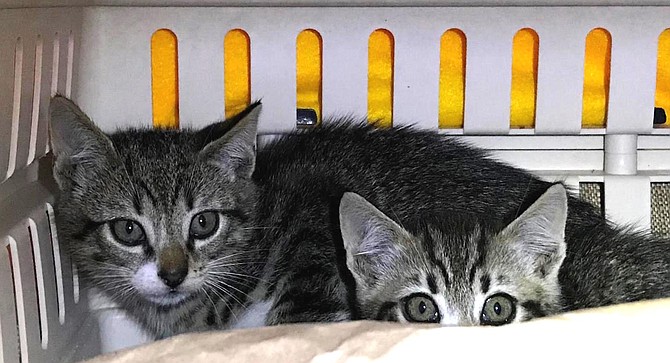 Feral kittens. "You feed them, and play with them so they get used to human interaction."