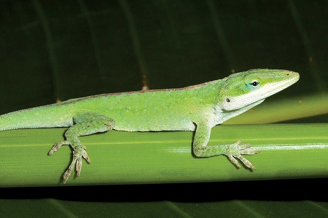 One invasive reptile that got loose of late is the Green Anole. Dr. Hollingsworth says that too many of them were “well-embedded in the pet trade,” as “feeder lizards” for snakes. “Our worry is that the anole will” shake up the natural order.