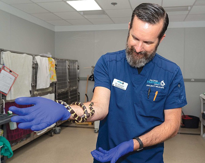 Reptiles make lousy patients, says Dr. Jon Enyart, veterinary director of the Humane Society’s Wildlife Rehabilitation Center. Slow healers, they need to be sedated and often show scant verve even while on the mend. They miss their digs too much. The endgame is to release them within a mile of where they were rescued, away from nets and traps.