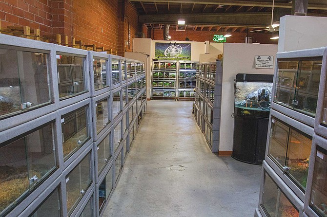 LLL Reptiles has three locations in Southern California. The biggest motivator in reptile growth for LLL’s owner, Loren Leigh, is that families treat the acquired animal like a companion.