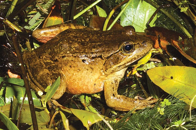 One of the more defenseless of its genus — rana — has been the native California Red-Legged frog. This frog has “massively declined” due to the American bullfrog’s ravaging.