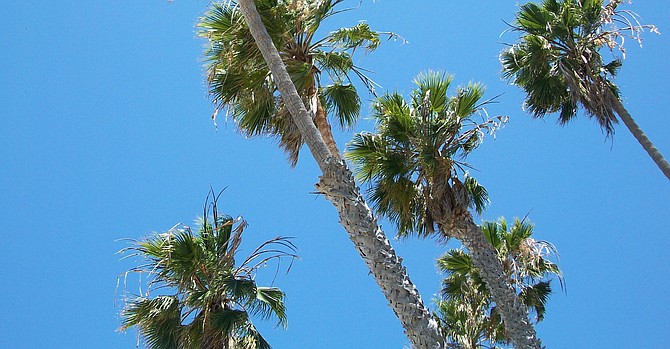 Palms at La Jolla Shores sway in the Santa Ana winds - Image by ashleym