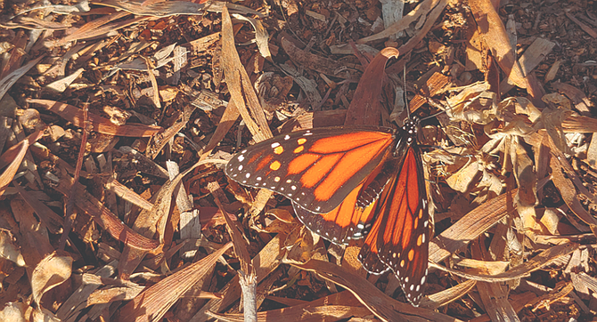 Monarch butterfly in Bird Rock