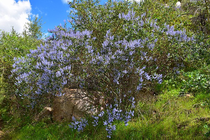 Beautiful San Diego Mountain Lilac (ceanothus cyaneus), on the right (east) fork of the Rattlesnake Canyon trail, in Poway.