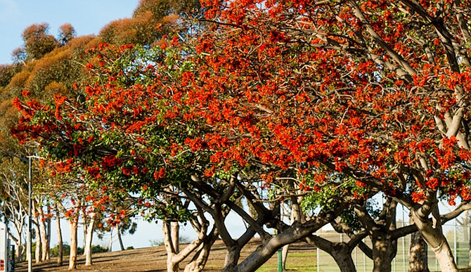 The Horticult website shows coral trees at Dennis V. Allen Park in southeast San Diego.