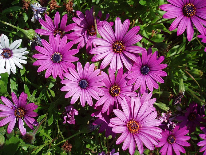 Purple "freeway daisies," otherwise known as African Trailing Daisies or Osteospermum Fruticosum.