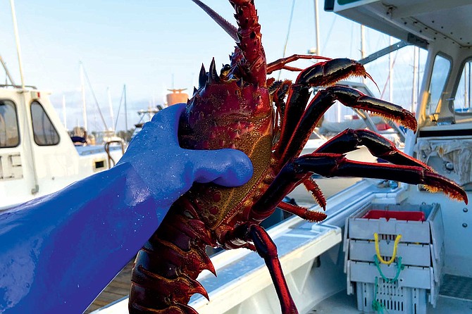 Coveted for its resemblance to a dragon, California spiny lobster is a lucky dish for Lunar New Year and is also served at weddings and large get-togethers. Covid-19 crashed those parties in late 2019 and throughout 2020. Spiny lobster prices crashed too.