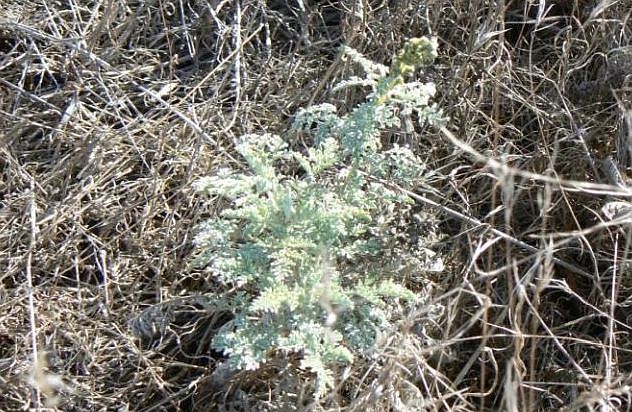 San Diego Ambrosia, a perennial herb in the sunflower family