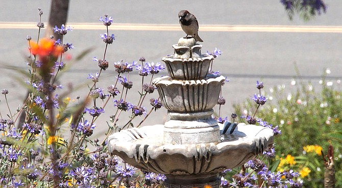 "I immediately took mine down last week after I found a dead finch near the feeder," posted a bird-lover from Valley Center. (Pictured is Ramie Zominsky's feeder)