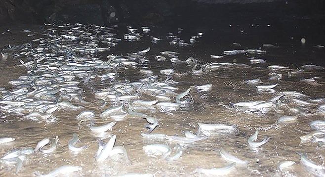 Grunion run on wide, gently sloping beaches such as Silver Strand, Mission Beach, Pacific Beach, La Jolla Shores, and Del Mar.