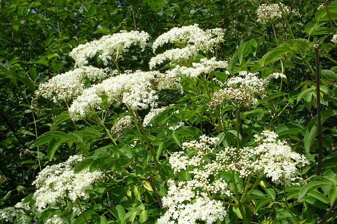 Elderberry blossoms can be seen in Tecolote Canyon and Los Peñasquitos Canyon Preserve.