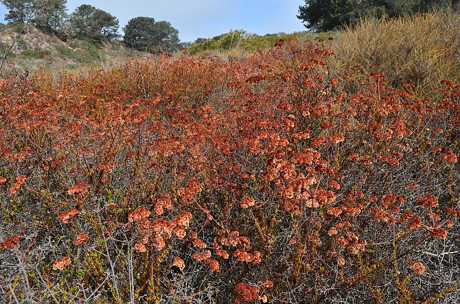 Buckwheat