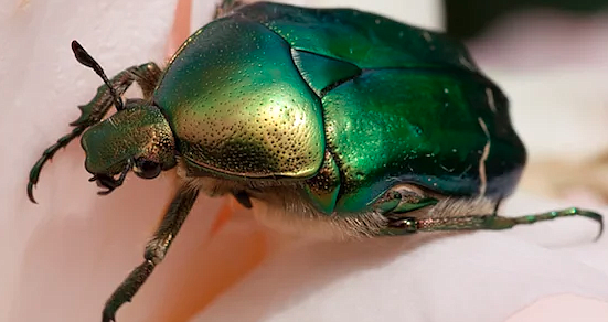 June bug