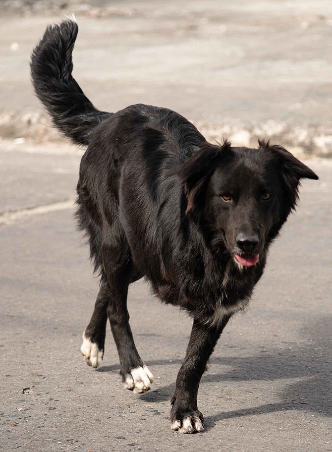 “Stray dogs in Tijuana go through the most horrible situations."
