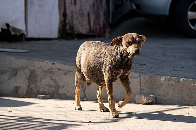 For adoptions they cross the animals by land to the U.S.