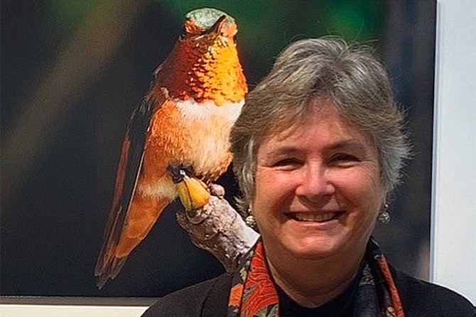 Bird Watching In and Around San Diego: an introduction to Birding and equipment needed as well as how to attract birds to your yard and where to see birds in the San Diego area.