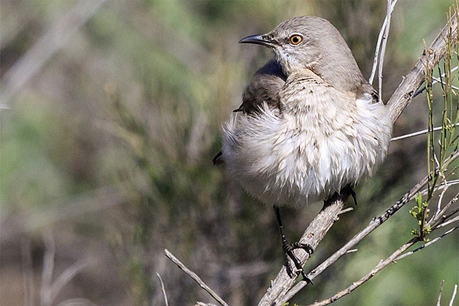 Northern mocking bird: small body, big noise.