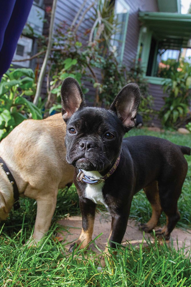 “In recent years, Frenchie popularity seems to have exploded as the new ‘it’ dog. Breeders sell them for an exorbitant amount of money.”