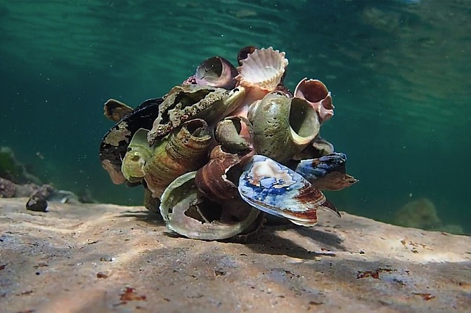 My Octopus Teacher: Underwater art exhibition or camouflage?