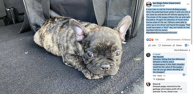 On January 26, the San Diego Police Department posted on Facebook about a Frenchie-abduction in a southeast neighborhood. “A man tries to sell his French Bulldog puppy when the potential buyer grabs it and runs into a car close by and drives off without paying for it. The owner of the puppy follows the car and calls the police. He gave his direction of travel and a license plate of the car. Officers were able to catch up to the driver and found the puppy. That could have been a ‘Ruff’ day, but luckily he was reunited with his owner.”