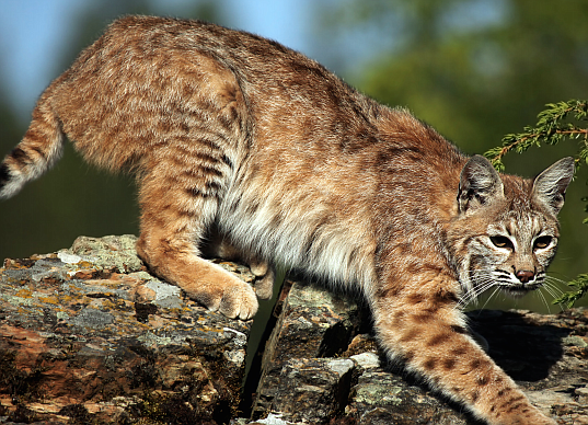 Bobcats typically go unseen due to their quiet and solitary ways.