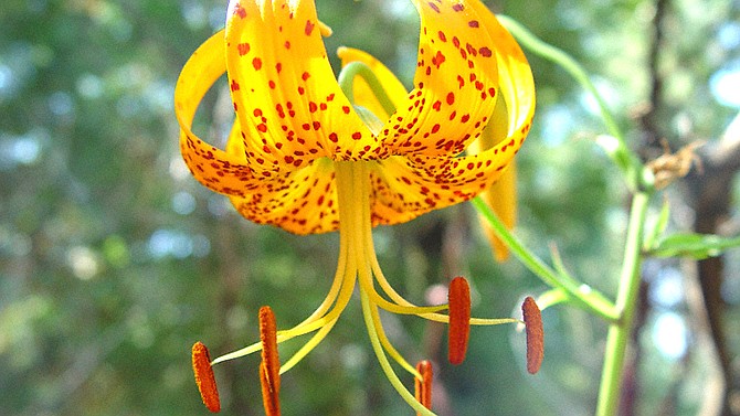 To find Humboldt lilies, take a walk on the Noble Canyon Trail in the Laguna Mountains
