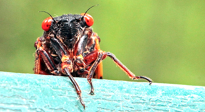 Some 30 species of cicadas inhabit San Diego County.