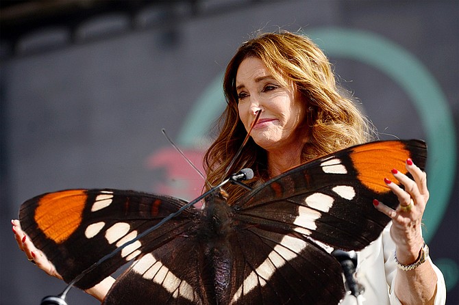 Candidate Caitlyn Jenner: “The butterfly has long been a beautiful symbol of transformational change, even before Silence of the Lambs. And transformational change is something I understand intimately. I also understand just how badly California needs that kind of change. For too long, it’s been trapped in an increasingly ill-fitting image of itself and the way it needs to be. Clearly, that identity no longer works for it: Silicon Valley companies are decamping to Texas, movie and television studios are filming in Georgia of all places, and Latinos can no longer be counted on to vote Democrat no matter what. Partly because Democrats keep calling them Latinx, which is not a name they’ve chosen for themselves. It’s time for real change, California; that’s why I’ve adopted the California sister butterfly as my campaign’s spirit animal.”