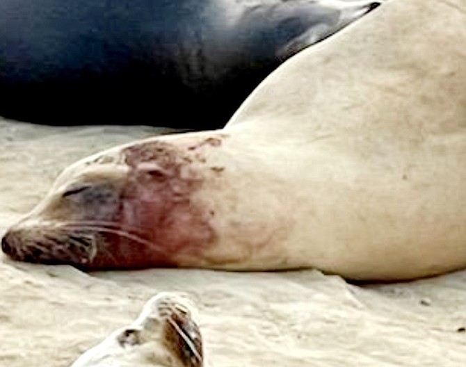 Injured pregnant sea lion