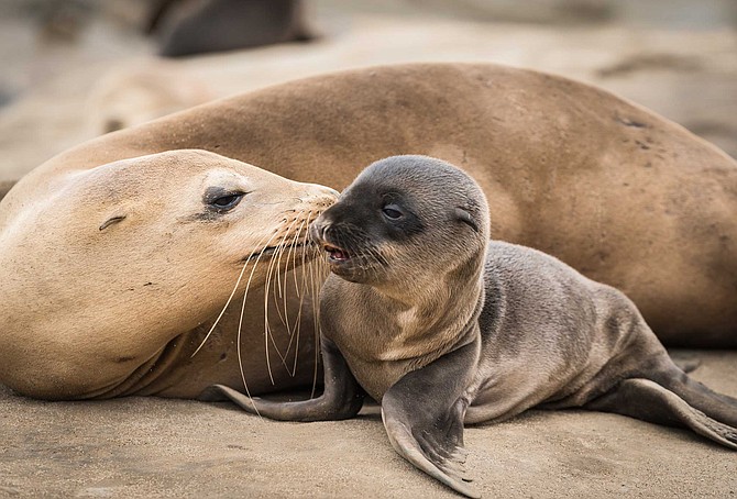 Seal lion pup and mom giving a kiss - Image by Gail Salter, iStock, Getty Images