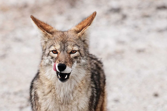 The California Department of Fish and Game estimates the California coyote population at 250,000. San Diego is likely home to tens of thousands.