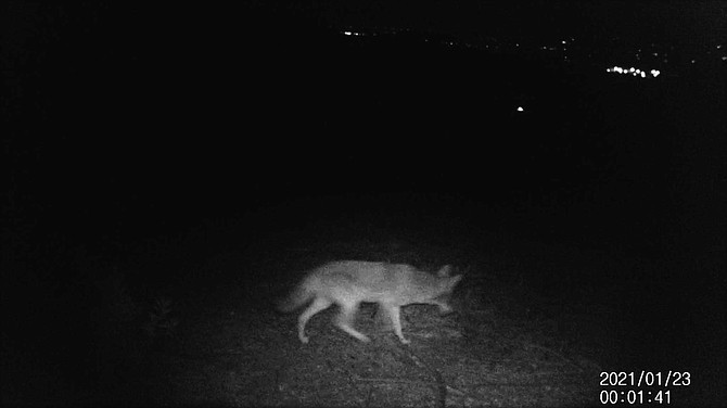“Each time I retrieved the SD card, more and more sightings rolled in.”
