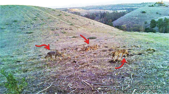 A shot from the author’s motion-activated camera, fixed to a shrub on Mount Soledad. “I’d heard them but never seen them before, and I had absolutely no idea just how abundant the population was.”