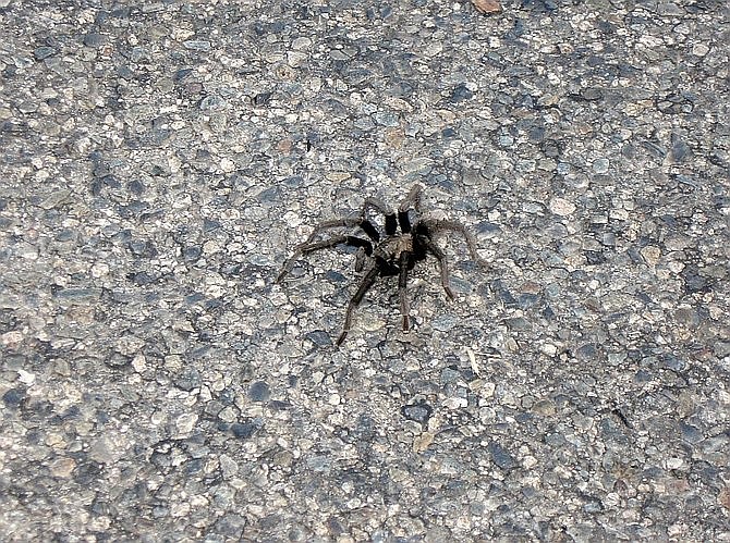 Tarantulas can detach a leg, clot the wound, and grow a new one over a series of molts, but their abdomens are delicate.
