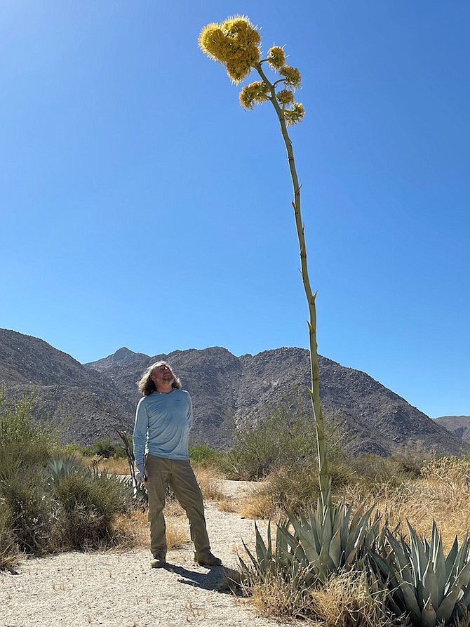 Blooming agave in Collins Valley, part of Coyote Canyon, where 6,000 acres have been added to Anza Borrego