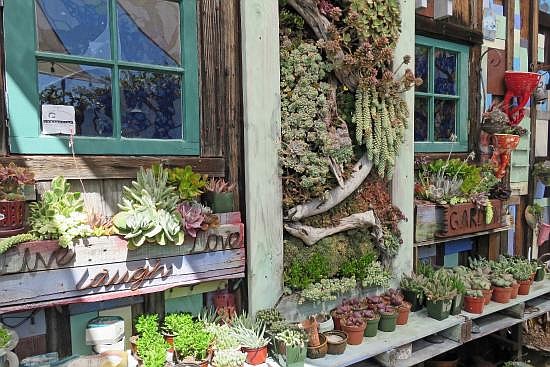 Succulent Cafe returns to Ocanside after four years in Carlsbad.