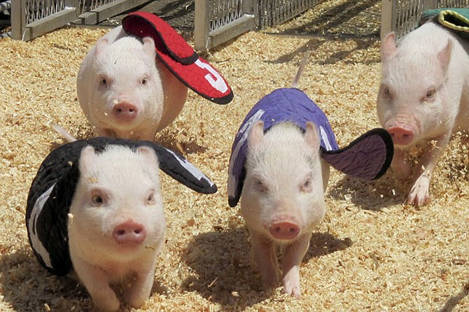 Off to the races! Piglets race for an Oreo cookie.