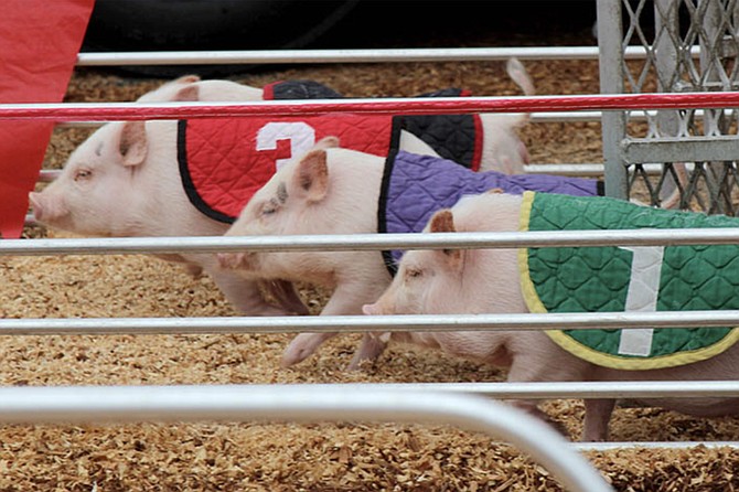 Pig racing at County Fair, Del Mar.
