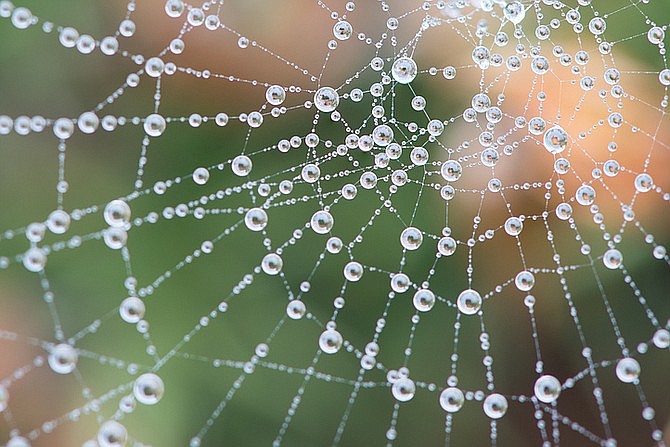 Cobweb in the dew