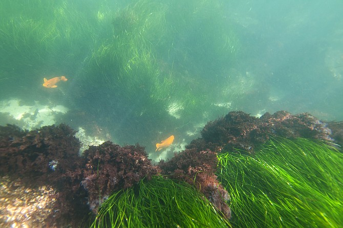 Sea grass and Garibaldi fish near La Jolla Cove